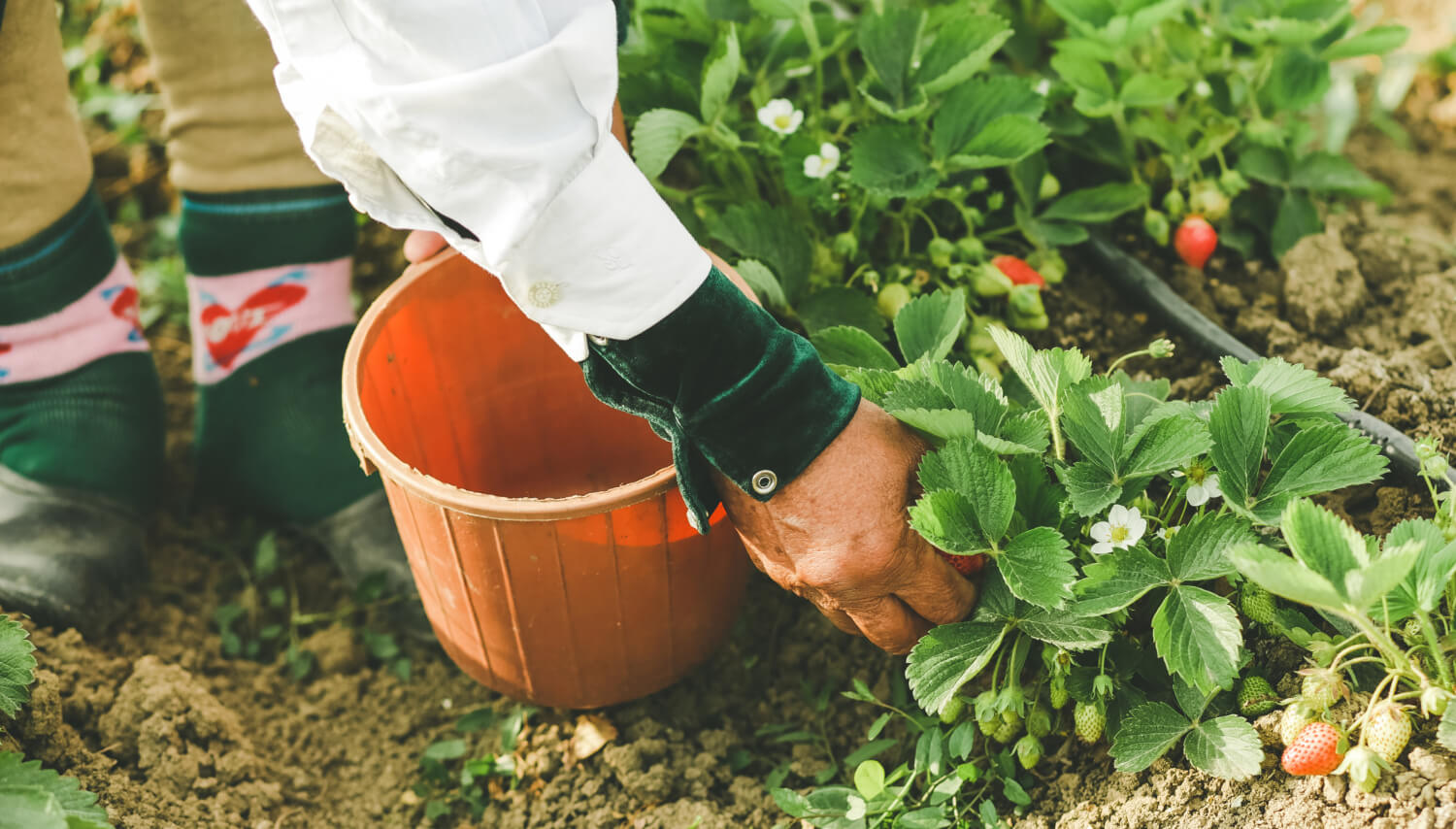 Un fermier qui nourrit et récolte des fraises dans la plantation
azerbaijan_stockers