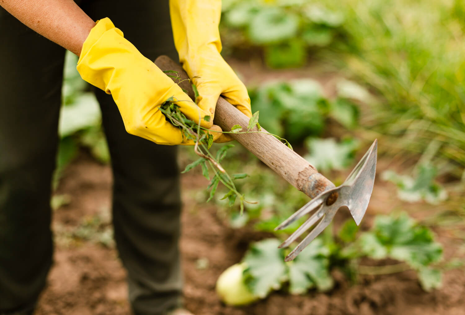 Lm à Dom - Close-up femme s'occupant des cultures par freepik